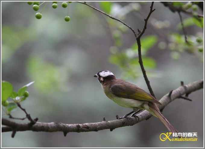 白头鹎和白颊噪鹛【照片】