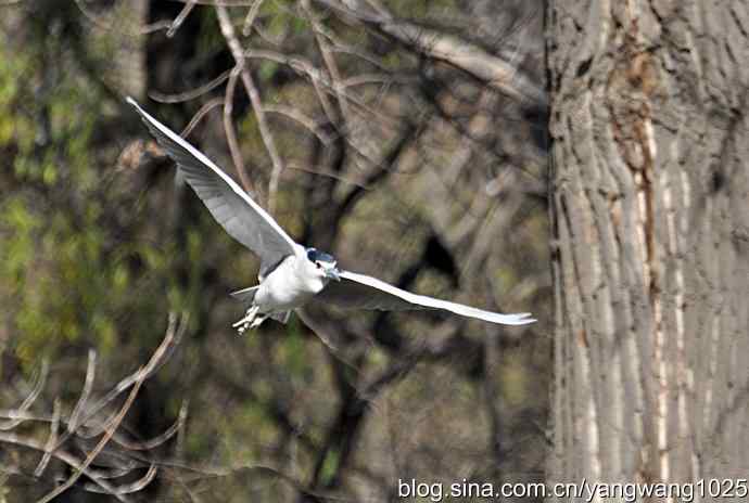 杂片(抓拍) 杂片(抓拍)