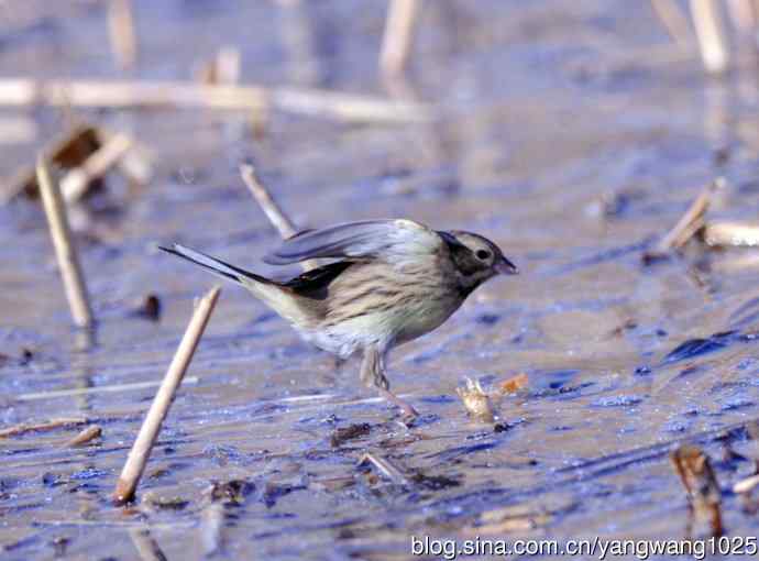 雌性灰头鹀(4) 雌性灰头鹀(4)
