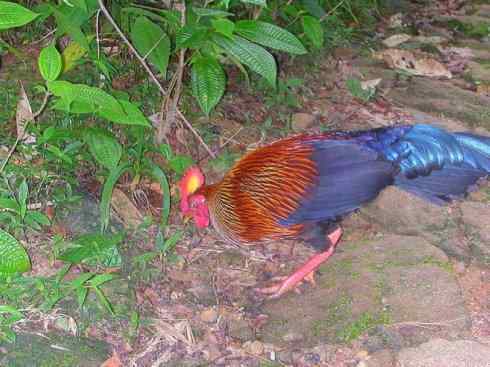 凤凰：传说的鸟原型探秘（原鸡）