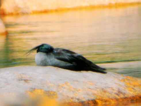 雁鸭之最之七（冠麻鸭、秋沙鸭、鹊鸭）