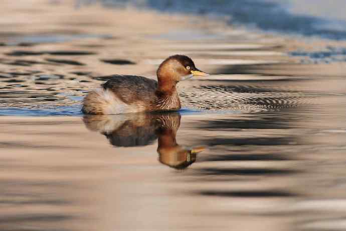 两只小鸊鷉 浅议趴拍