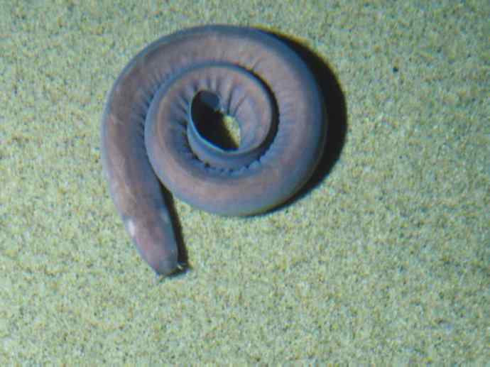 鱼类活化石:盲鳗 鱼类活化石:盲鳗