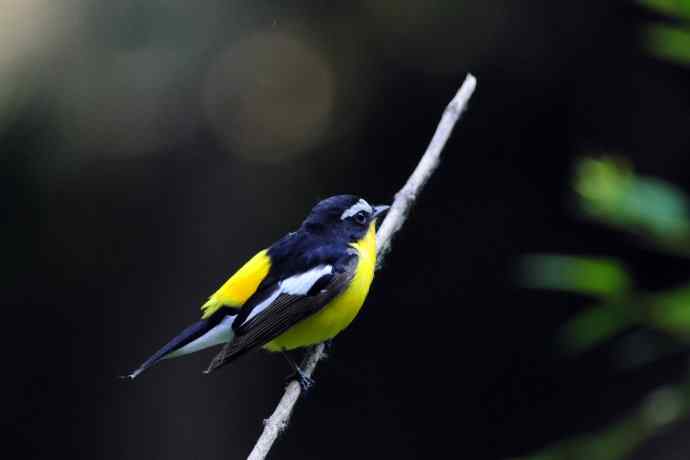 雄性白眉姬鹟(17) 雄性白眉姬鹟(17)