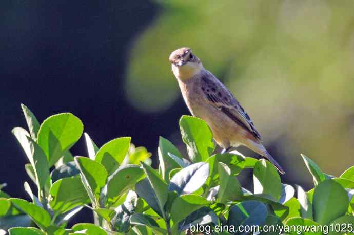 黑喉石鵖鸟（2）