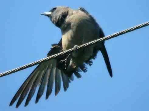 雀鸟也彪悍：空中精灵(燕鵙科)