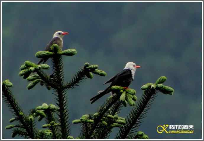 瓦屋山拍鸟（瓦屋山系列三）【照片】