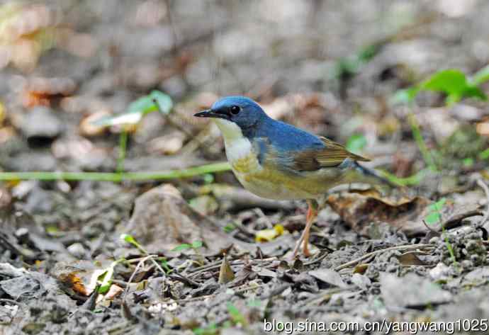 北京天坛公园的鸟类——蓝歌鸲（亚成鸟）1