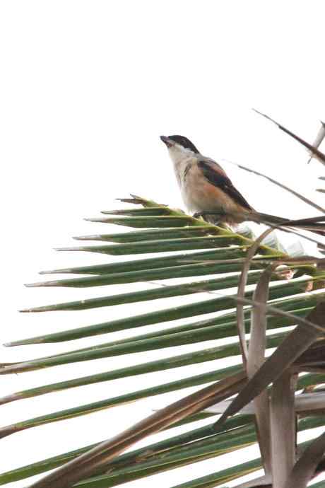 摄鸟拾趣（十三） wbr棕背伯劳