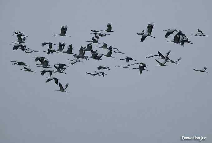 密云水库生境观鸟