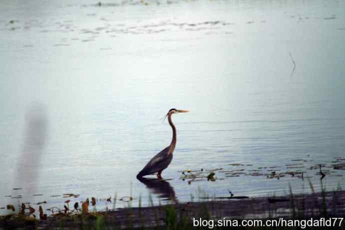 大蓝鹭涉水