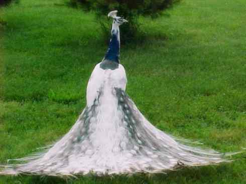 家禽驯化之源之七