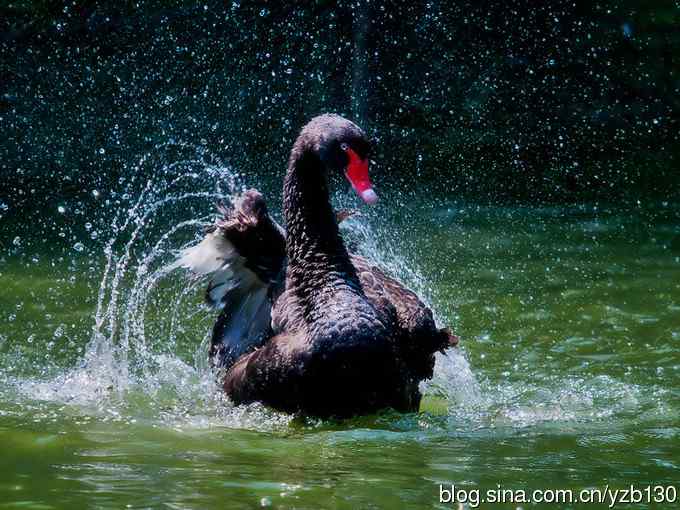 天鹅之舞（组图，8张图片）