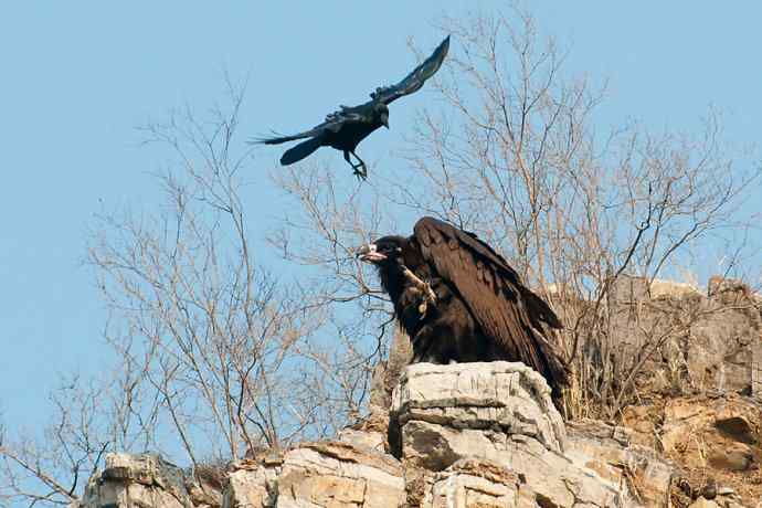 小鬼难缠 wbr鹰雄气短☆ 小鬼难缠 wbr鹰雄气短☆