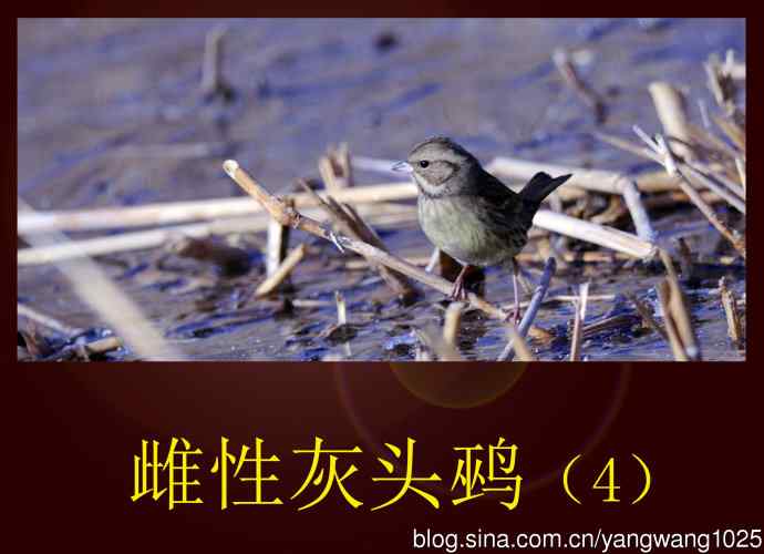 雌性灰头鹀(4) 雌性灰头鹀(4)