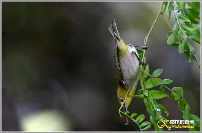 暗绿绣眼一组【照片】