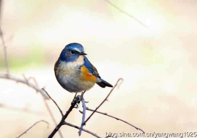雄性红胁蓝尾鸲（6）
