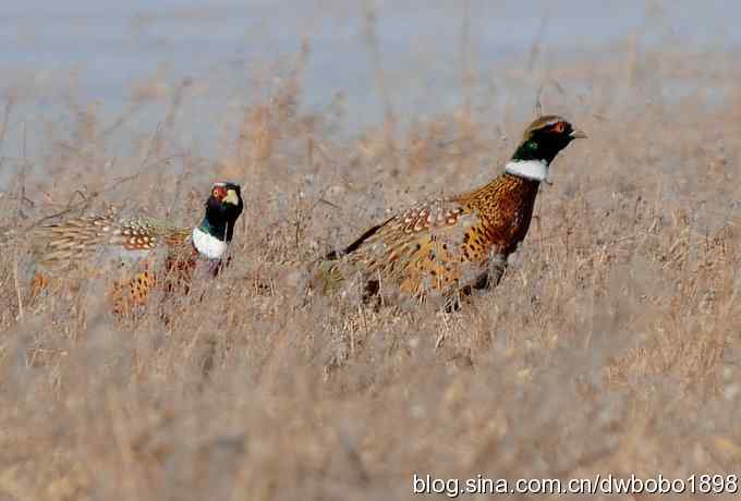 邂逅雉鸡群