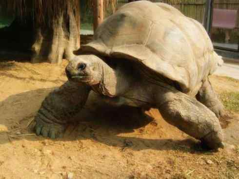 自然奇观：动物大迁徙(棱皮龟类)