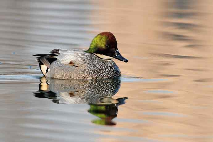 唐罗鸭 wbr八百里加急★ 唐罗鸭 wbr八百里加急★