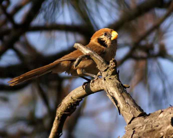点胸鸦雀 wbr（新种）