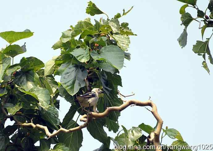 北椋鸟(记录版) 北椋鸟(记录版)