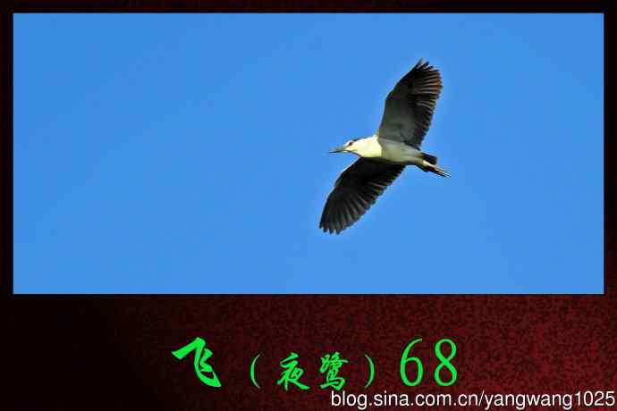 飞（夜鹭）68