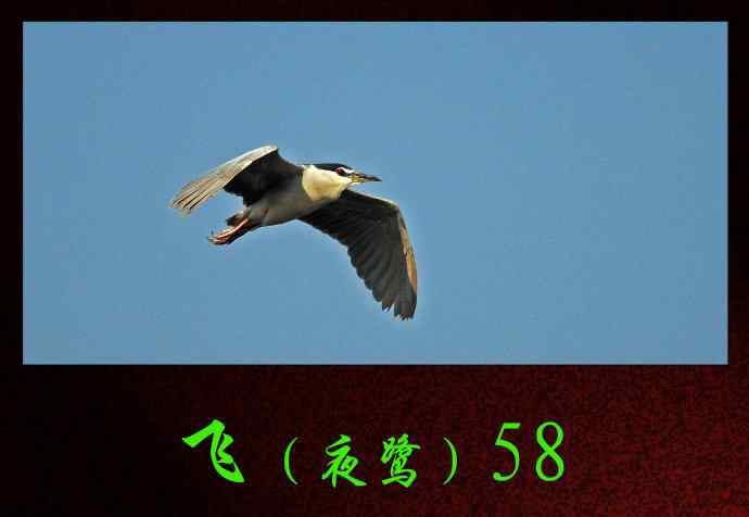 飞（夜鹭）58