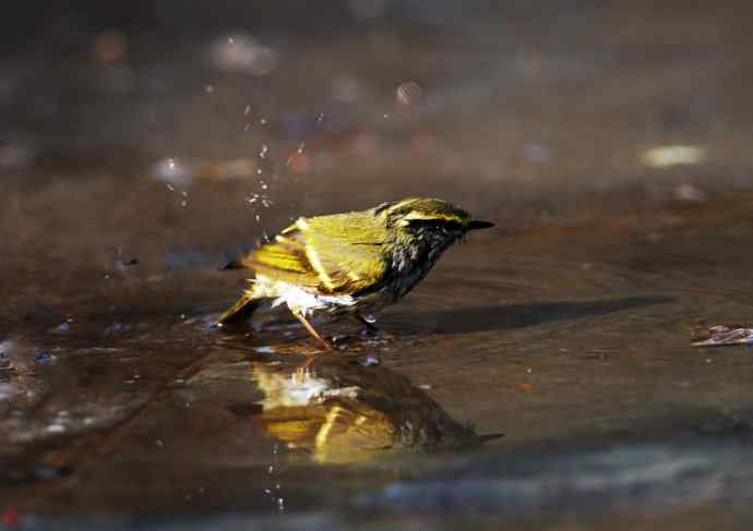 北京天坛公园的鸟类——酣畅淋漓腊月澡（柳莺）