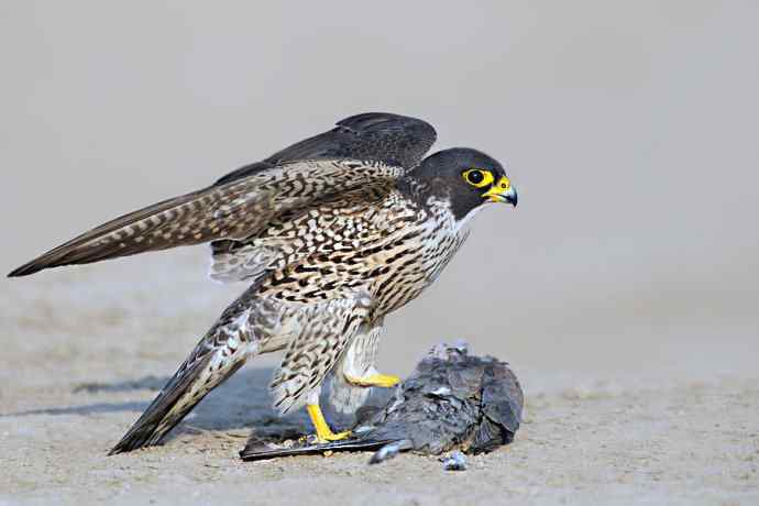 游隼de饕餮盛宴