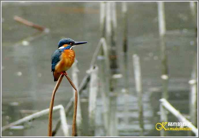 拍鸟偶遇【照片】