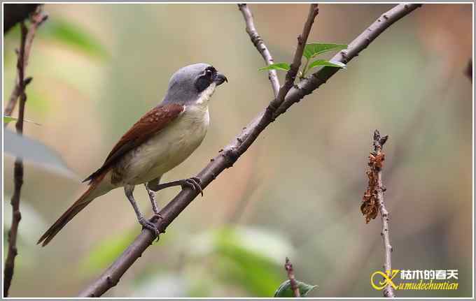 虎纹伯劳•暗灰鹃鵙【照片】 虎纹伯劳•暗灰鹃鵙【照片】