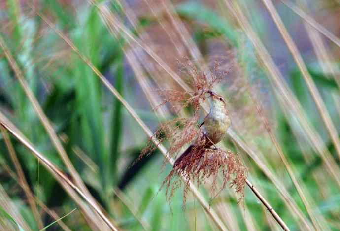 东方大苇莺（2）
