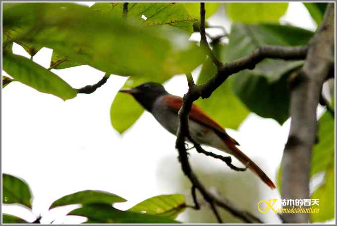 阴天拍的是鈥溞那殁潯菊掌