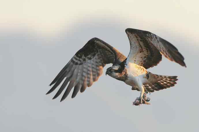 鹗鈥斺斈执阂把己（二）