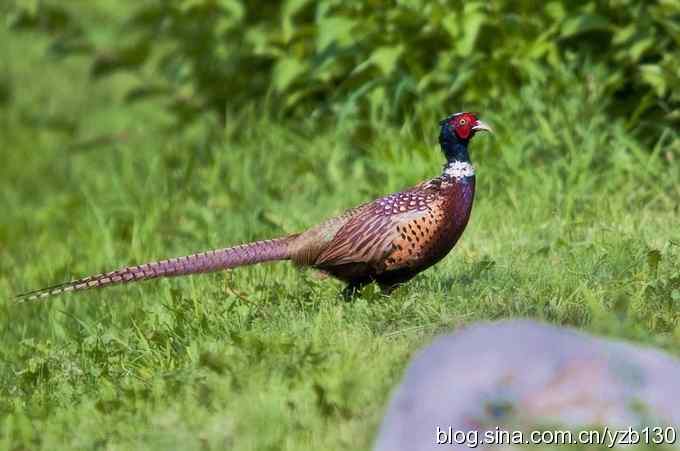 闲庭信步环颈稚（组图，21张图片）