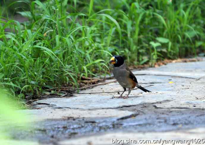 黑尾蜡嘴雀（雄）