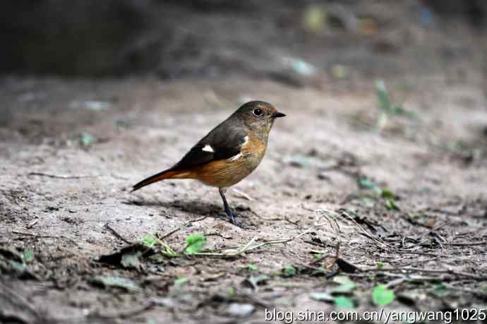 雌性北红尾鸲（2）