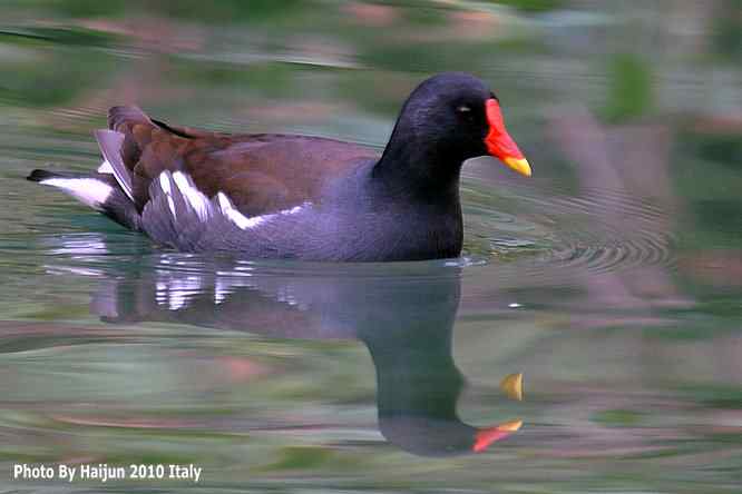 【亚平宁半岛之旅 wbr. wbr趣拍黑水鸡】
