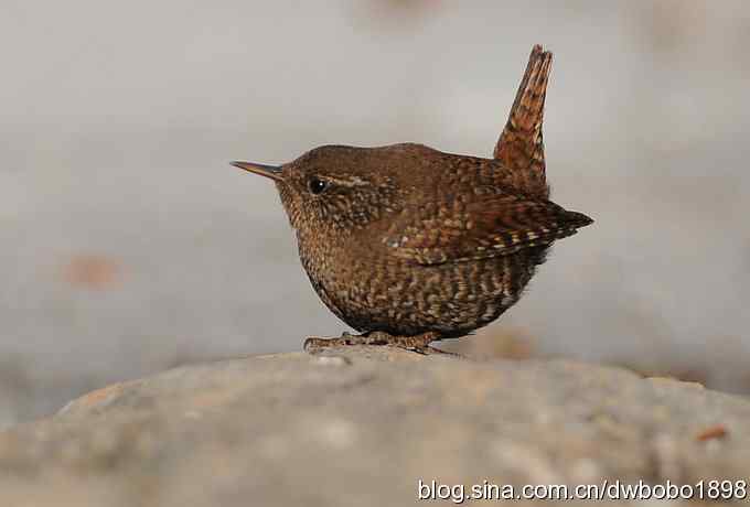 精灵般的小鹪鹩 精灵般的小鹪鹩