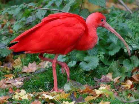自然奇观：动物大迁徙(涉禽)