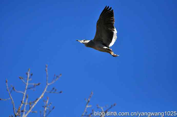 北京动物园的鸟类——飞（夜鹭）4