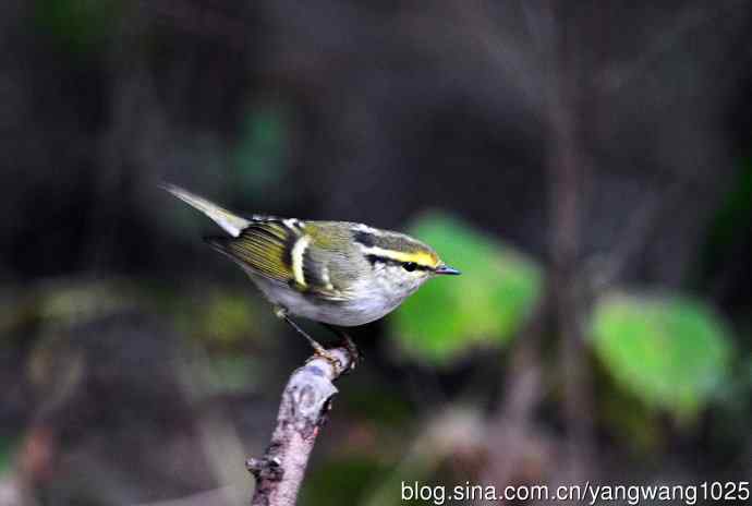 黄腰柳莺（7）