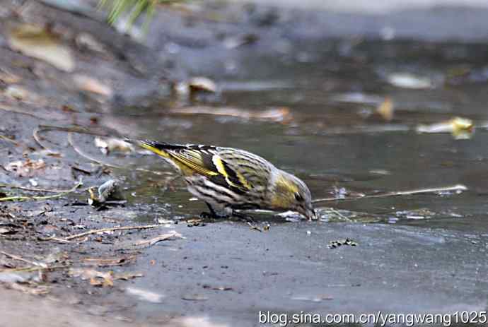 北京天坛公园不知名的鸟类——向朋友们请教