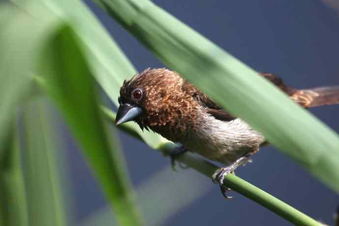 摄鸟拾趣 wbr wbr白腰文鸟（二）