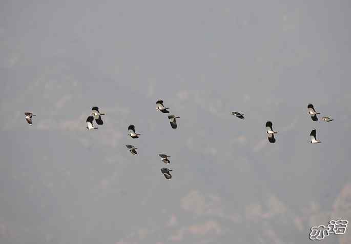 官厅水库&nbsp;wbr路&nbsp;wbr凤头麦鸡