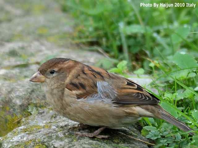 【亚平宁半岛之旅 wbr. wbr疑似洋家雀】
