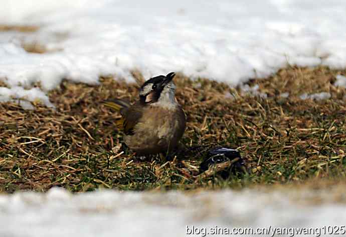 白头鹎（尘封版）