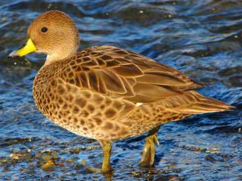 欣赏:美丽的钻水鸭5 欣赏:美丽的钻水鸭5