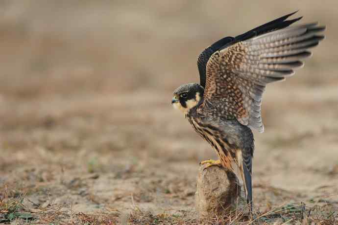 看图说隼（上）